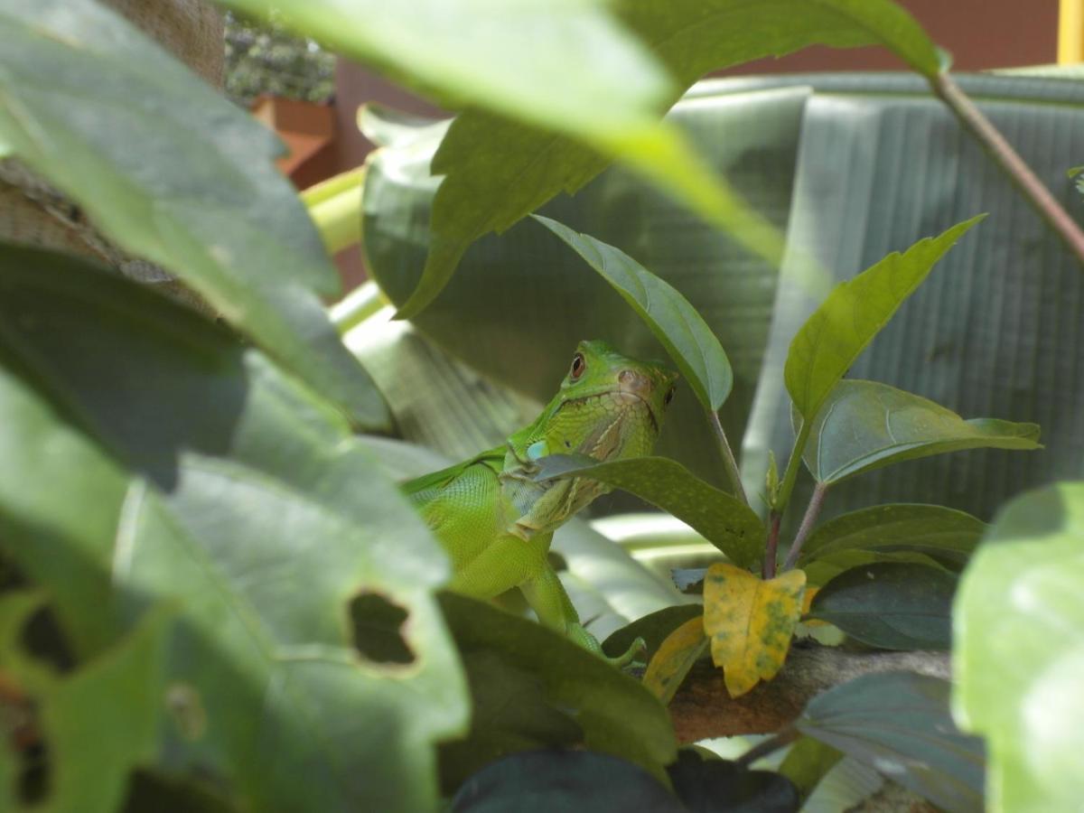Samara Palm Lodge מראה חיצוני תמונה